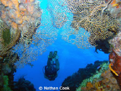 Coral Portal by Nathan Cook 